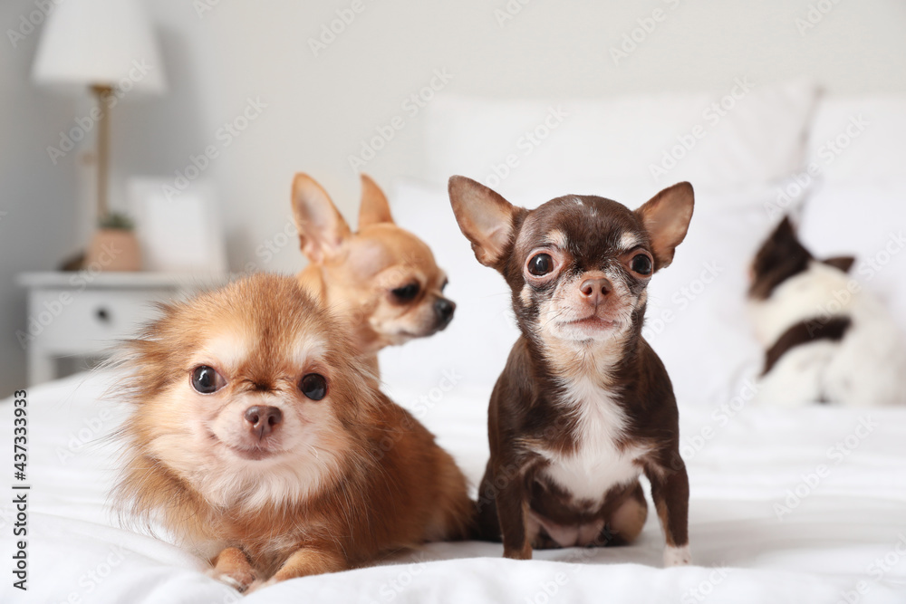 Cute chihuahua dogs on bed at home