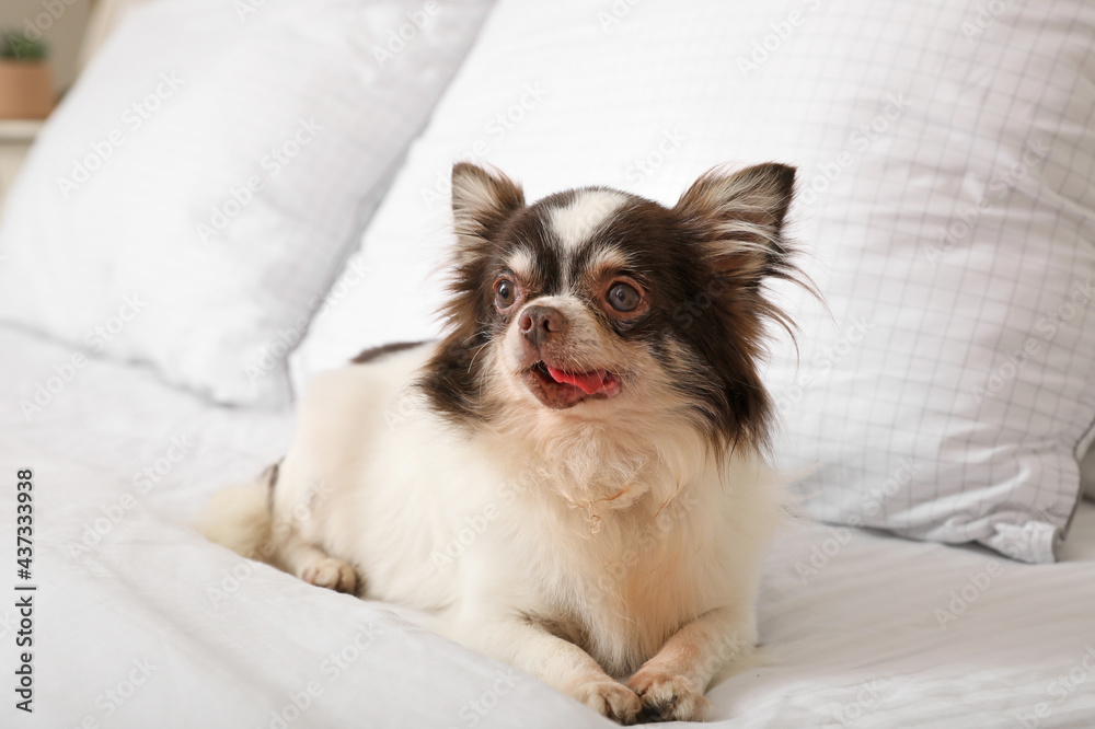 Cute chihuahua dog on bed at home Cute chihuahua dog on bed at home