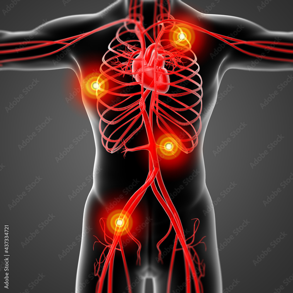 3D rendering vasacular system 3D rendering vasacular system