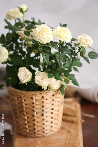 Beautiful white roses in pot on table in room © Pixel-Shot
