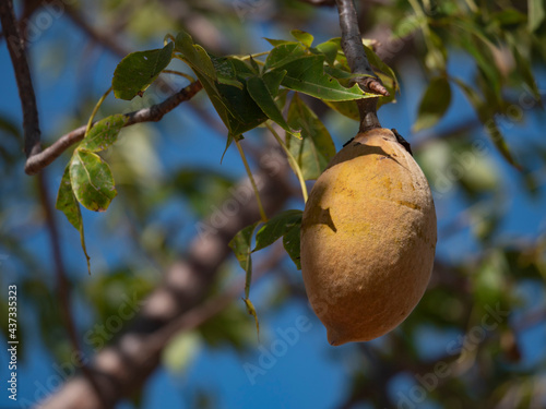 Boab fruit in tree #437335323