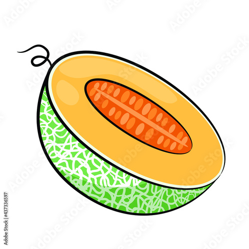 Cantaloupe in drawing style isolated vector. Hand drawn object illustration for your presentation, teaching materials or others.