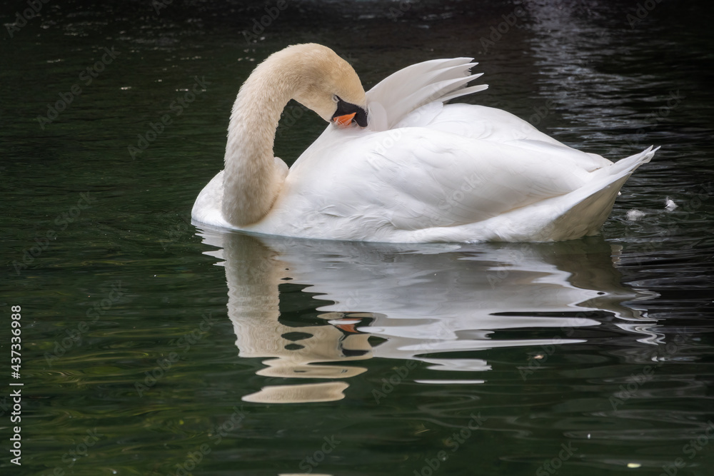 Naklejka premium A graceful white swan swimming on a lake with dark green water. The white swan is reflected in the water