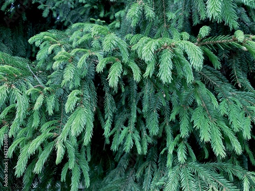 Background texture of branches of a Christmas tree.  Blurred Christmas background.  Green fresh needles.  Copy space, wallpaper.