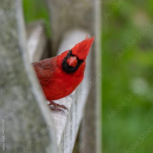 Fotografie, Tablou Male Northern Cardinal bird in Michigan - USA
