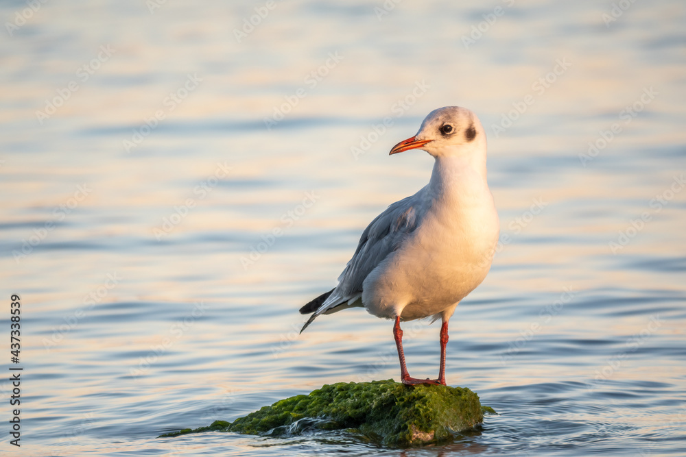 Fototapeta premium Seagull sits on stone cliff at the sea shore