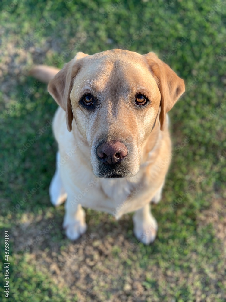 Labrador Retriever 