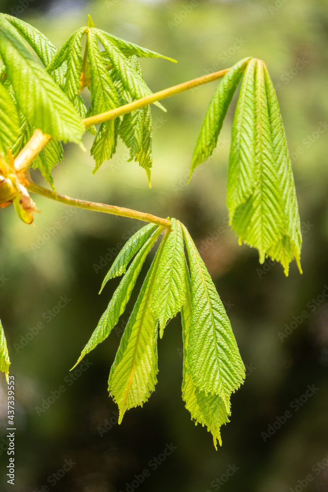 Green Chestnut Leaves in beautiful light. Spring season, spring colors. Green Chestnut Leaves in beautiful light. Spring season, spring colors.