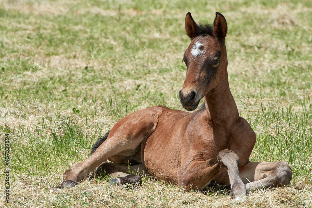 Fototapeta premium Newborn filly foal horse lying down in the pasture