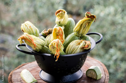 zucchini mit blten in einem sieb auf einer baumscheibe mit gartenblick photo