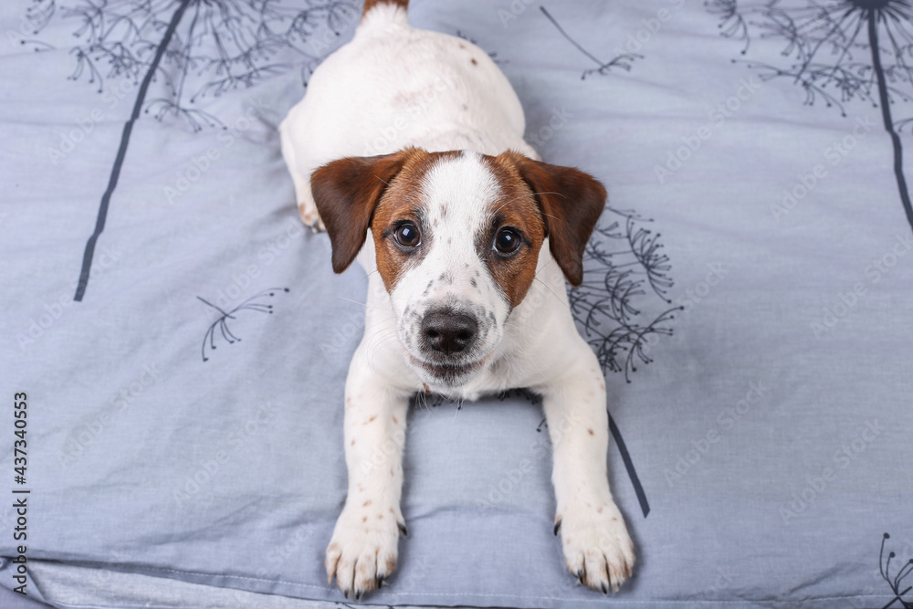 Dog Jack Russell on a bed. Puppy. Playful dog with a funny face