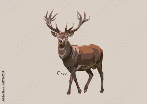 Vector Illustration of Deer, True Deer, Red Deer, Fallow Deer