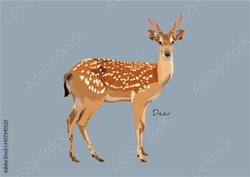 Vector Illustration of Deer, True Deer, Red Deer, Fallow Deer