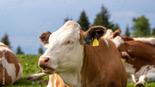 Kühe auf der Alm - junger Bulle muht - Nahaufnahme Fleckvieh © Sonja Birkelbach