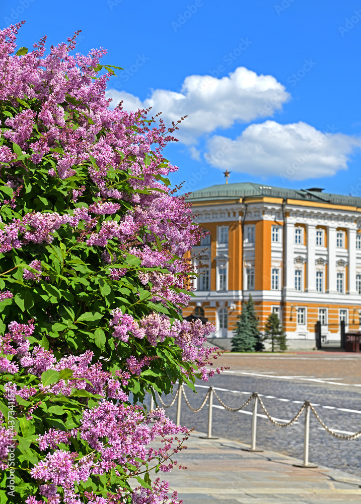 Blooming lilac bush in Moscow Kremlin. Russia