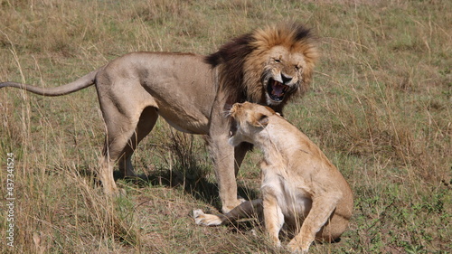 Pair of lions in Masai Mara. Kenya.Africa