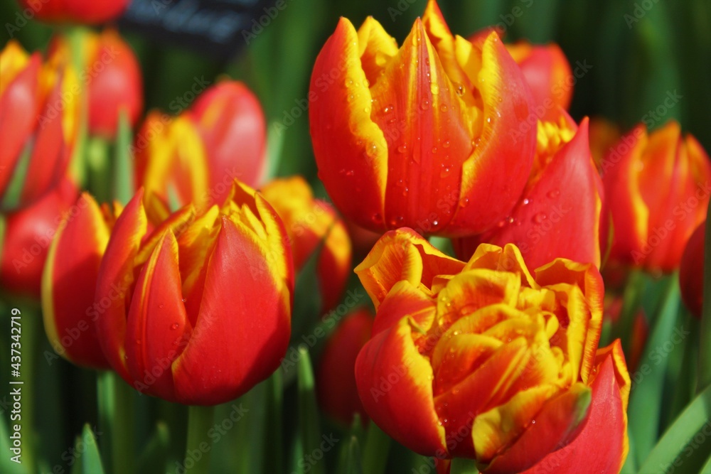 red and yellow tulips