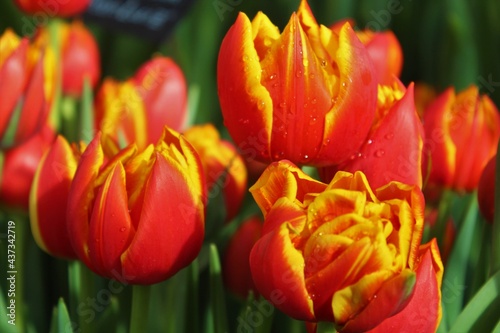 red and yellow tulips © стрекоза