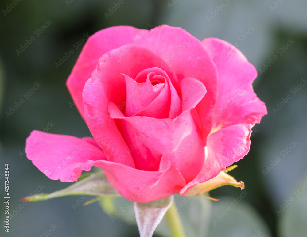 'Proud Land' Dark Red Hybrid Tea Rose in Bloom. San Jose Municipal Rose Garden, San Jose, California, USA.