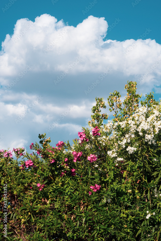 Nerium oleander. Mediterranean shrub with pink and white flowers grown in a garden. Background with cloudy sky. Nerium oleander. Mediterranean shrub with pink and white flowers grown in a garden. Background with cloudy sky.