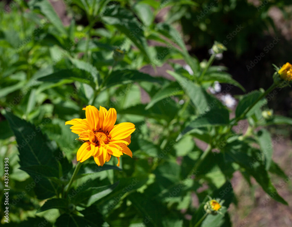 Bright yellow heliopsis flowers on a green background. False sunflower. Photo of yellow blossom flower on green stem close-up Bright yellow heliopsis flowers on a green background. False sunflower. Photo of yellow blossom flower on green stem close-up