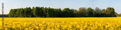 Panorama over canola field with small forest in background