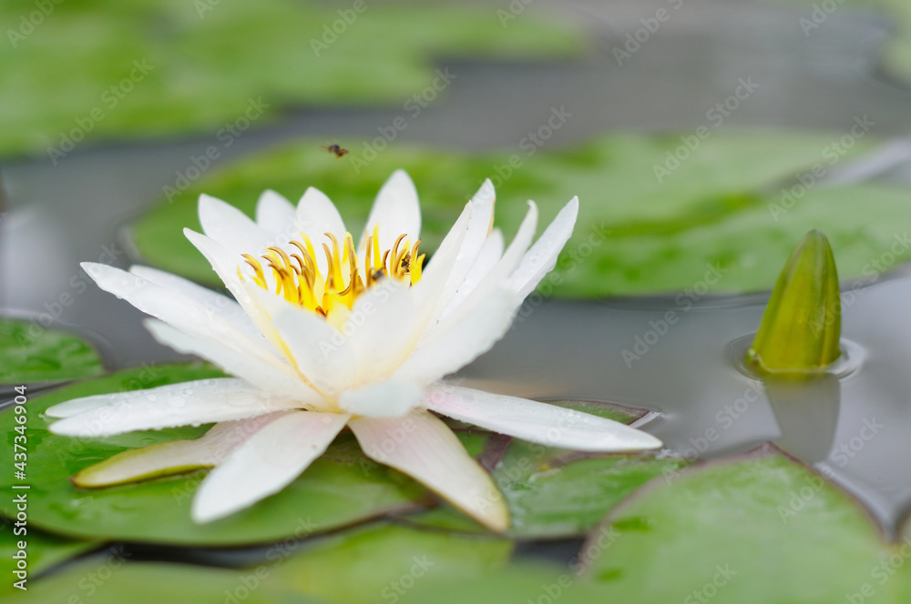 White Water Lily