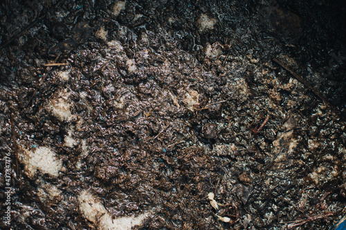 Organic fertilizer from fermented manure. Fermented manure being soaked in water to provide a natural organic garden liquid fertilizer.