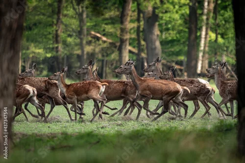 Fototapeta Jeleń szlachetny