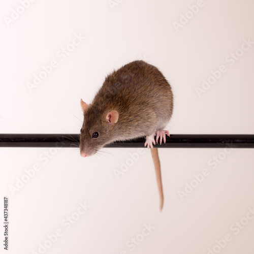 rat sits on the bar