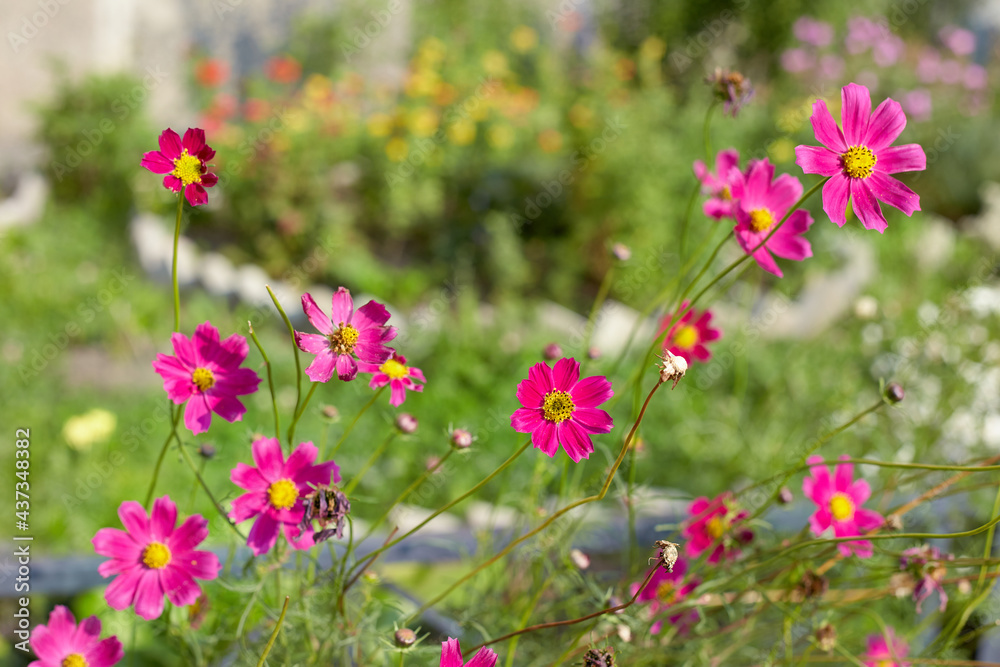 Close-up view of the scarlet flowers of cosmea in the sunlight with a beautiful bokeh in the background