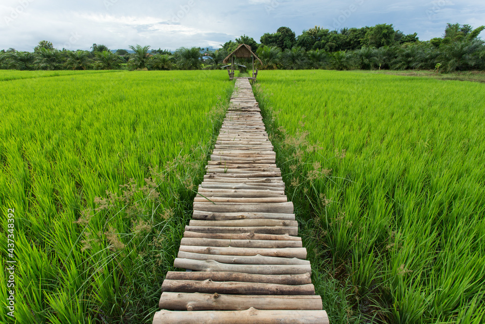 wooden bridge in the rice field