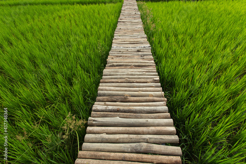 wooden bridge in the rice field