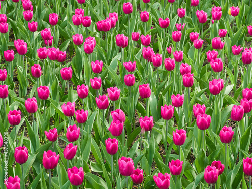 Pink tulips scattered across the field