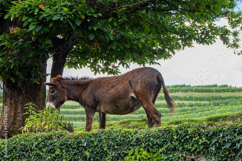 A donkey grazing under a fully leafed tree surrounded by vineyards