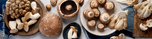 Variety of raw mushrooms on light gray background.