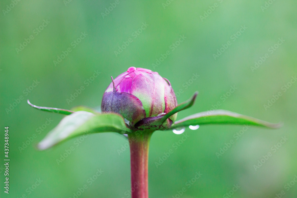 Peony bud with raindrops on a green garden background. Peony bud with raindrops on a green garden background.