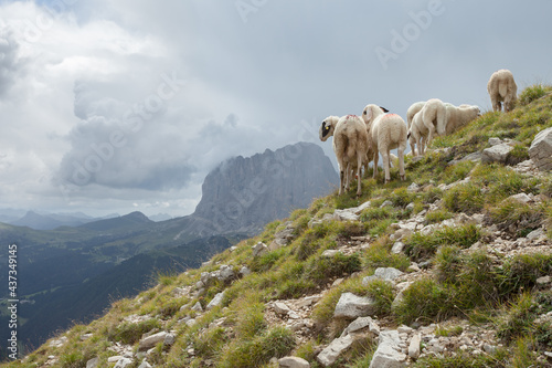 Brillenschaf sheep in an Italian mountain pasture