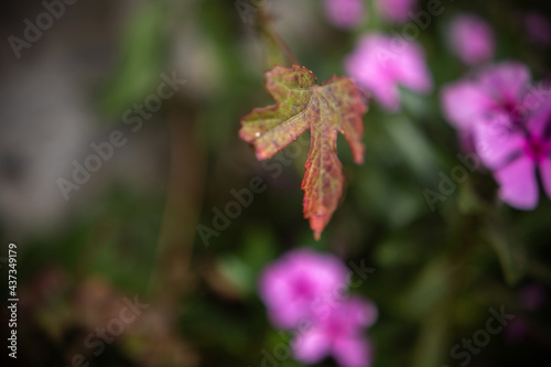 African eatable plants, growing in the wild