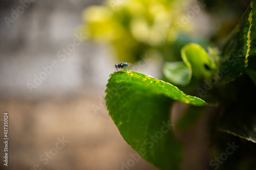 Amazing Zambian Housefly on a leaf  on a lope  beautiful burred backgrounds  