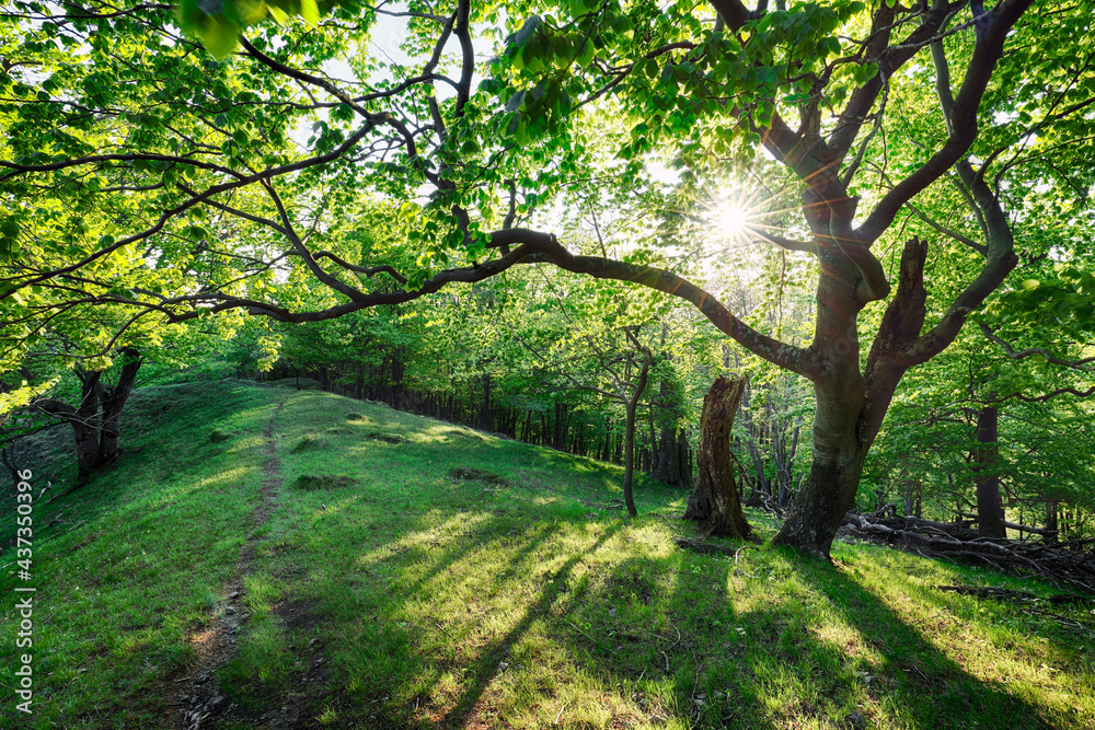 Beautiful forest in spring with bright sun shining through the trees Beautiful forest in spring with bright sun shining through the trees