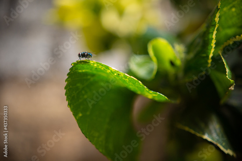 Amazing Zambian Housefly on a leaf, on a lope, beautiful burred backgrounds  