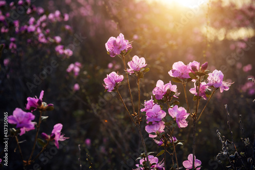 Delicate pink rhododendron flowers in the sunlight, blurred background, close-up. Sunset or sunrise in blooming garden. Maralnik bushes in the Altai mountains in early spring.