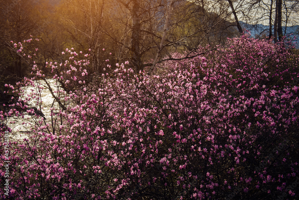 Almond bushes, covered with delicate pink flowers, in the soft light of rising sun. Spring rhododendron flowering in Altai mountains. Beautiful natural background.