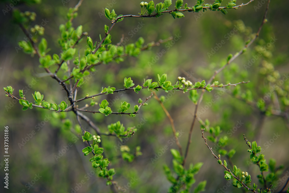 Delicate spring greens, blurred background, soft selective focus. Branches of shrub with young green leaves. Natural plant background. Delicate spring greens, blurred background, soft selective focus. Branches of shrub with young green leaves. Natural plant background.