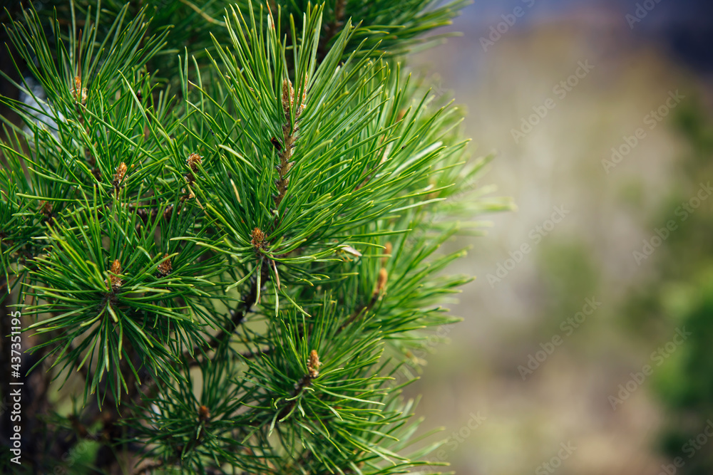 Spruce or pine branch, close-up, blurred background. Green needles of a taiga tree in the sunlight.