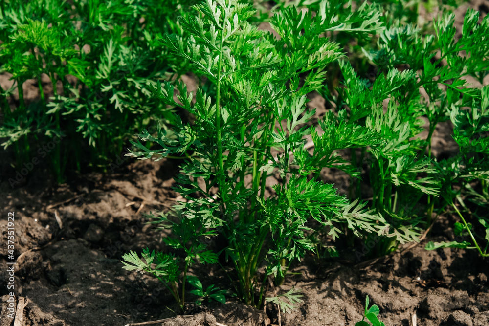 Garden. Garden bed with plants in the garden. Fresh carrots. Seedlings Garden. Garden bed with plants in the garden. Fresh carrots. Seedlings