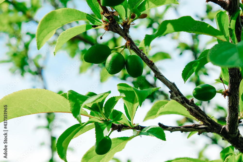 A green branch with leaves and green plums. Blue sky background.