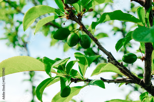 A green branch with leaves and green plums. Blue sky background.