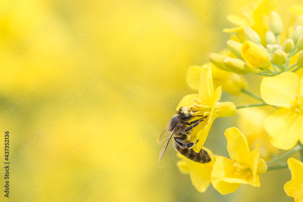 Honey bee collecting honey from yellow rapeseed blossom. Bee collecting bee pollen. Honey bee collecting honey from yellow rapeseed blossom. Bee collecting bee pollen.